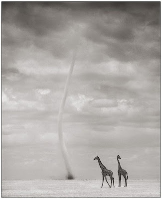 Wildlife Photography by Nick Brandt Seen On www.coolpicturegallery.us Wildlife Photography by Nick Brandt Seen On www.coolpicturegallery.us