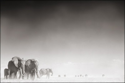 Wildlife Photography by Nick Brandt Seen On www.coolpicturegallery.us Wildlife Photography by Nick Brandt Seen On www.coolpicturegallery.us
