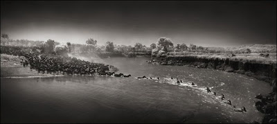 Wildlife Photography by Nick Brandt Seen On www.coolpicturegallery.us Wildlife Photography by Nick Brandt Seen On www.coolpicturegallery.us