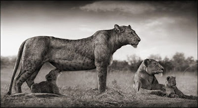 Wildlife Photography by Nick Brandt Seen On www.coolpicturegallery.us Wildlife Photography by Nick Brandt Seen On www.coolpicturegallery.us