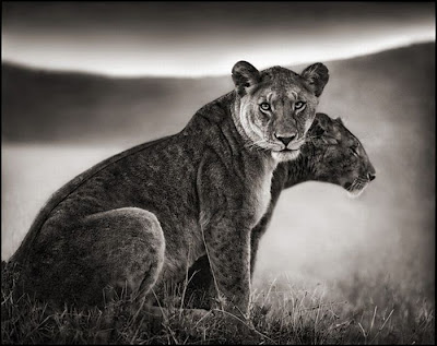 Wildlife Photography by Nick Brandt Seen On www.coolpicturegallery.us Wildlife Photography by Nick Brandt Seen On www.coolpicturegallery.us