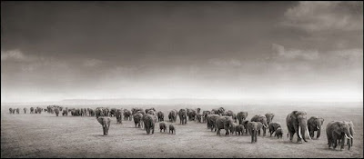 Wildlife Photography by Nick Brandt Seen On www.coolpicturegallery.us Wildlife Photography by Nick Brandt Seen On www.coolpicturegallery.us