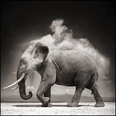 Wildlife Photography by Nick Brandt Seen On www.coolpicturegallery.us Wildlife Photography by Nick Brandt Seen On www.coolpicturegallery.us