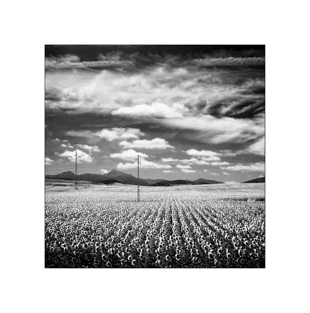 [Foto+2+-+Girasoles.jpg-24.jpg]