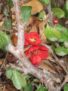 Planting Bare Root Flowering Quince Chaenomeles Speciosa In The