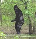bigfoot,muncul di amerika, Sasquatch,as