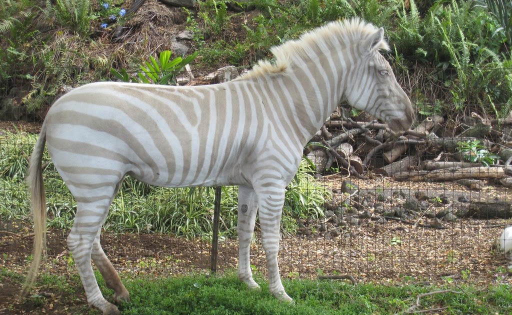 The Circus "NO SPIN ZONE": White Zebra--Melanistic Zebra