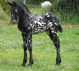 Things You Did Not Know About the Appaloosa - Welcome to Horse Properties  Blog