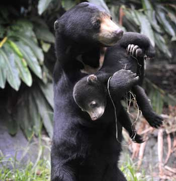 The Circus "NO SPIN ZONE": Malay Sun Bear--Perth Zoo