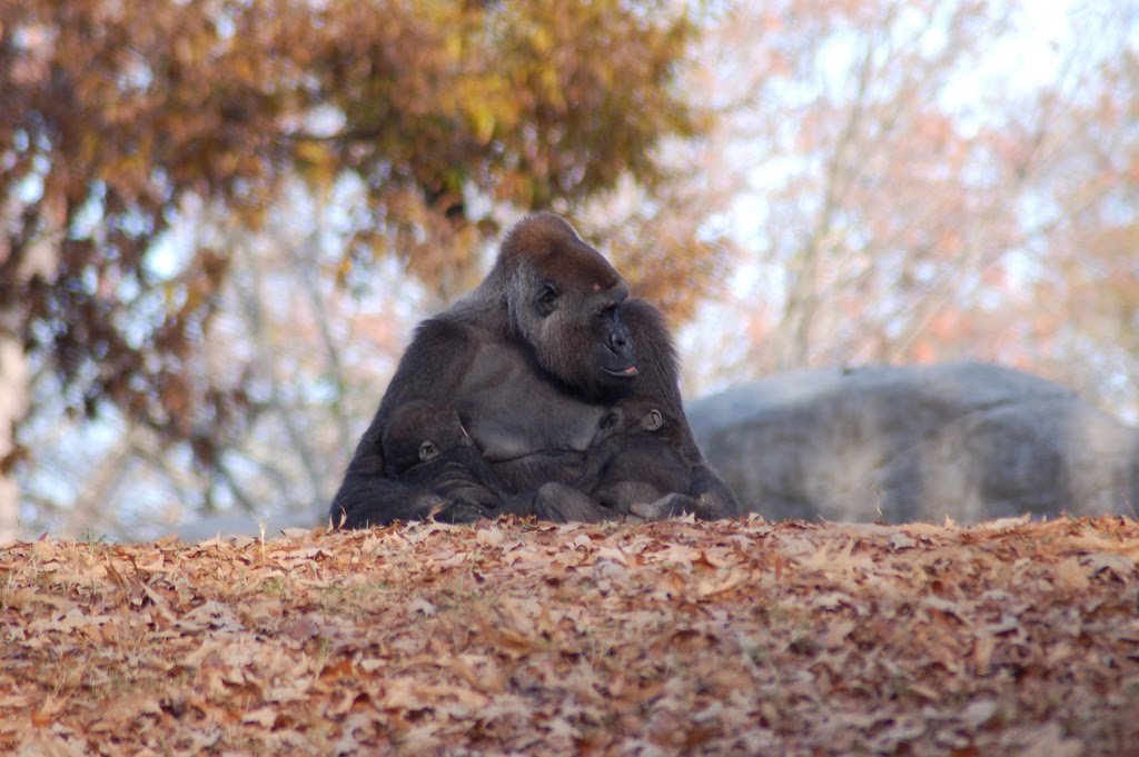 The Circus "NO SPIN ZONE" DH Ford African Rain ForestZoo Atlanta