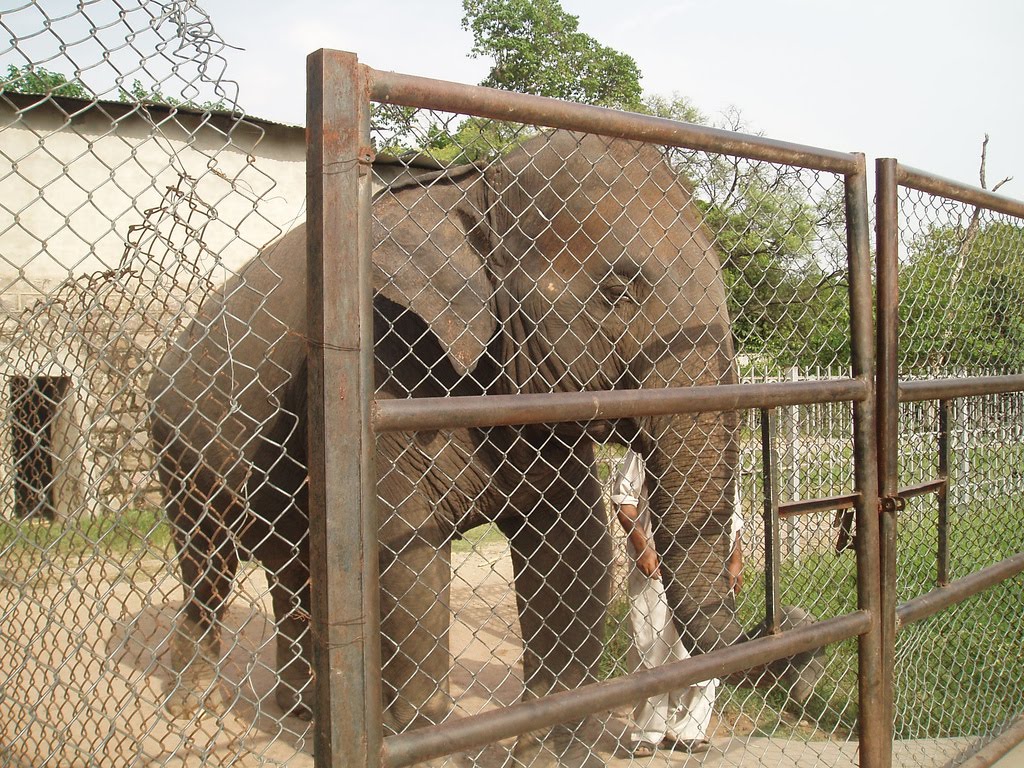 Zoo Islamabad