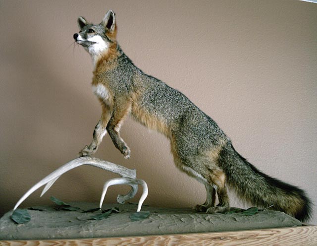 Fox Grey