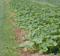 Weed Control