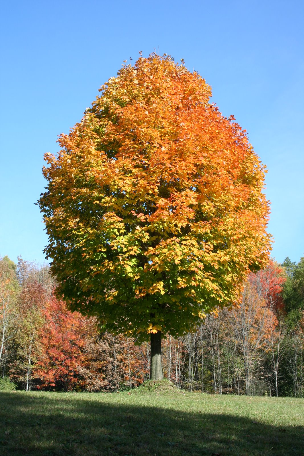 [pumpkinville+2008+111.JPG]