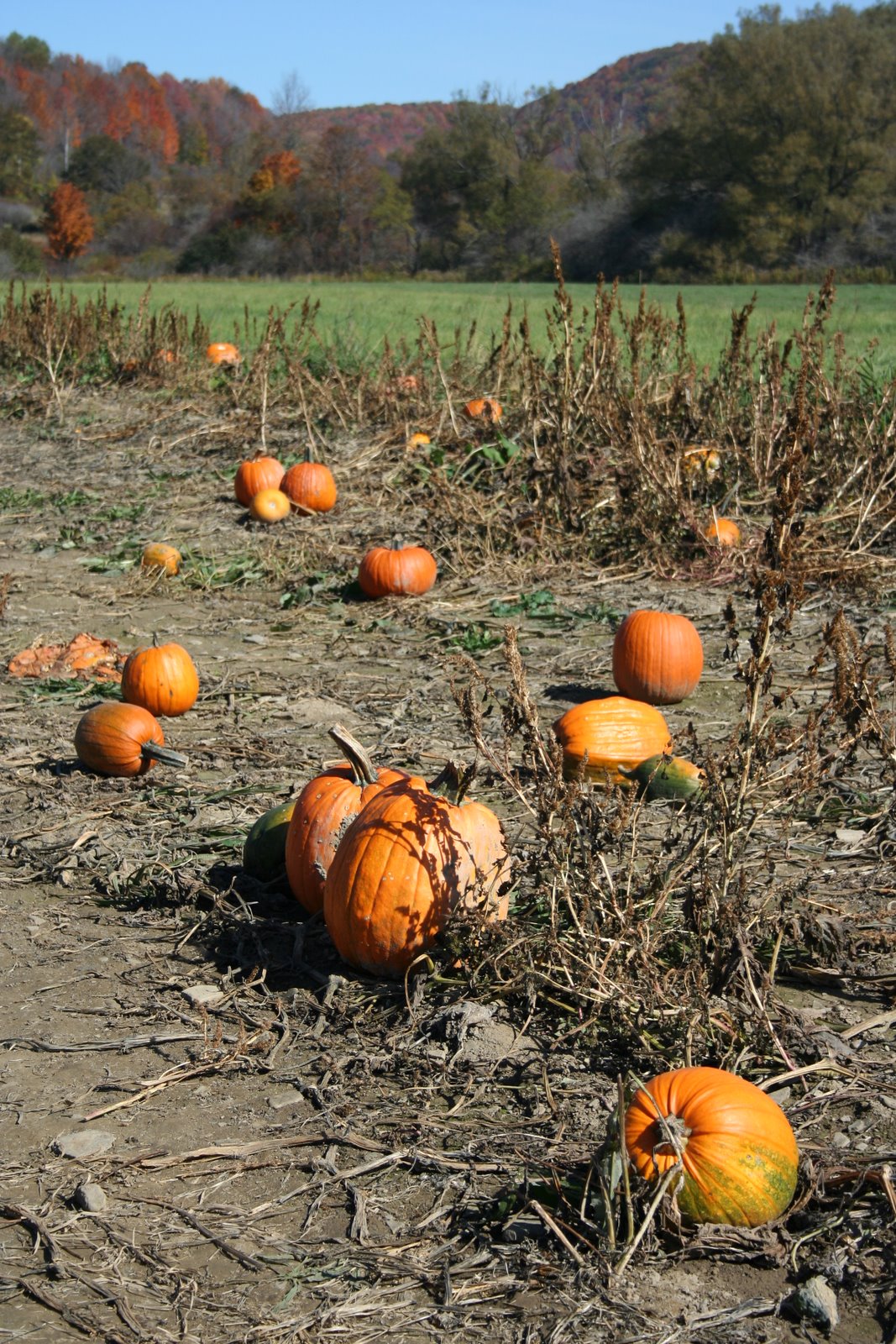[pumpkinville+2008+060.JPG]
