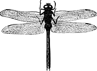 Dragonfly+nymph+facts+for+kids