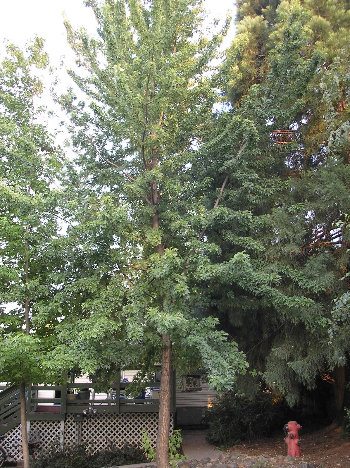 [summer+tree+7+08.JPG]