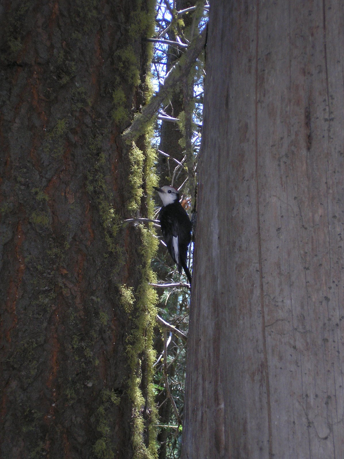 [white+headed+woodpecker+yosemite+summer+08.JPG]