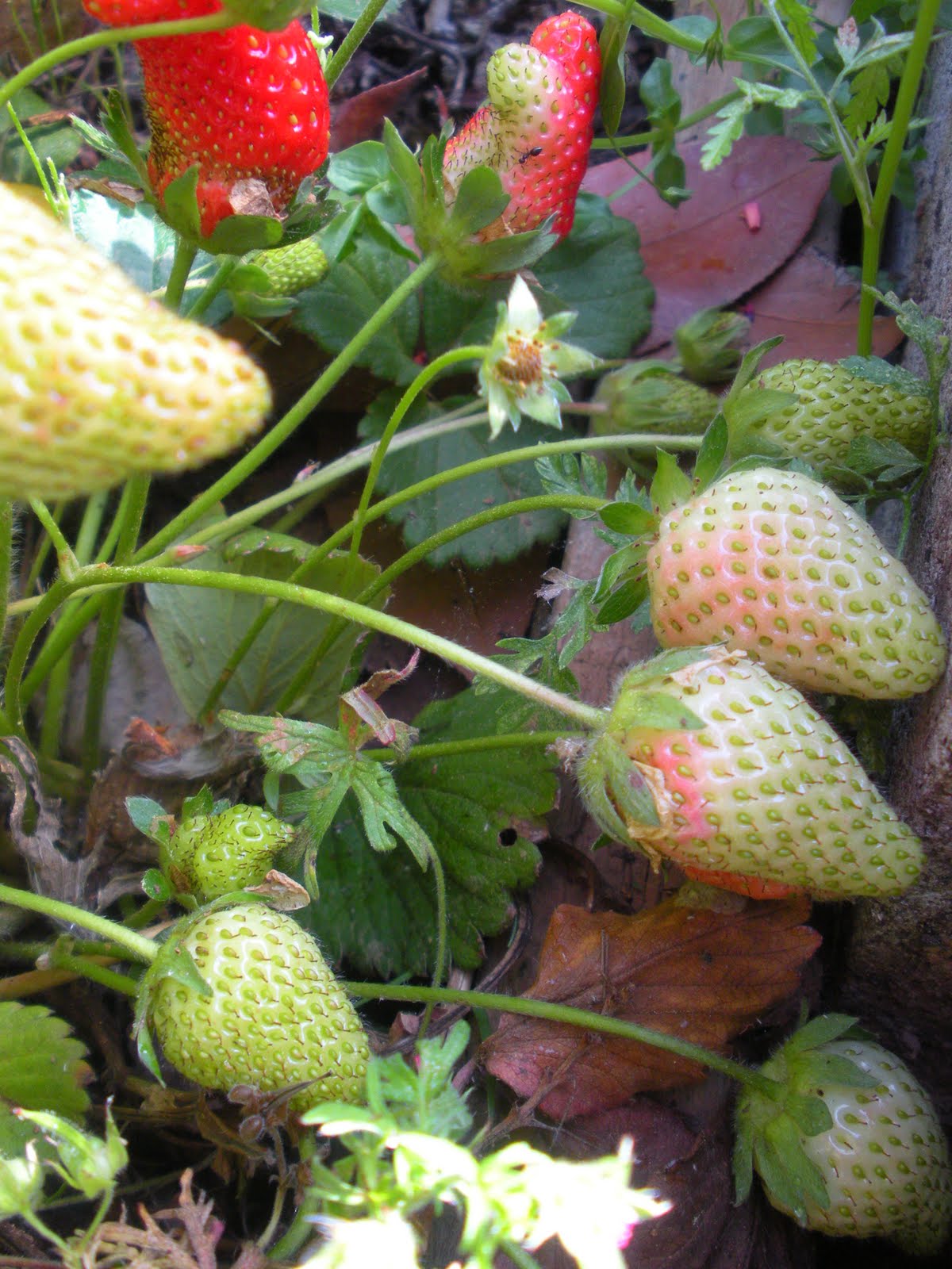 [baby+strawberries.jpg]