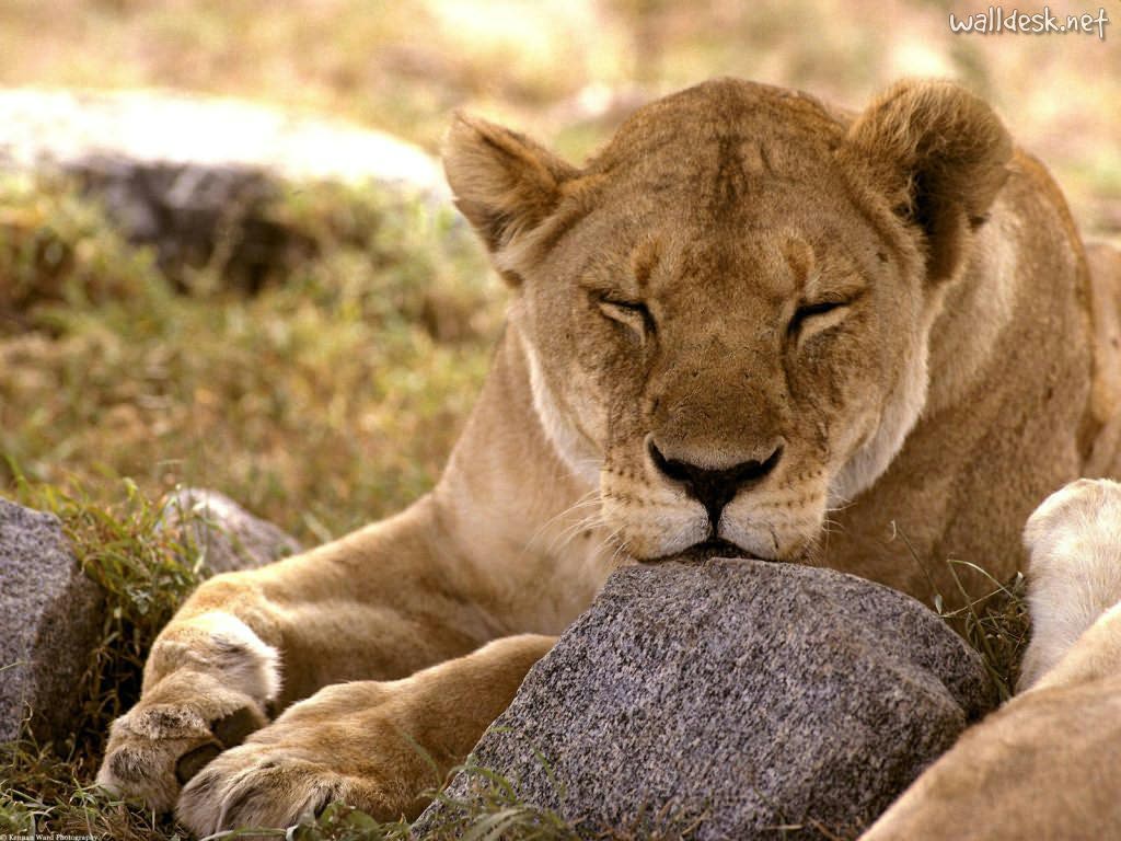 PLANETA NATUREZA: AFRICA EM DESTAQUE