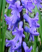 [blue-hyacinth1.jpg]