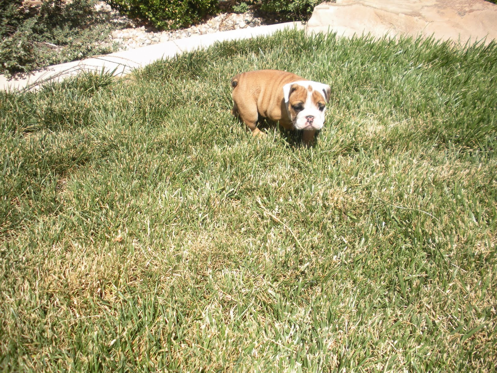 gubler crew: Almost 6 Week Old English Bulldog Puppies