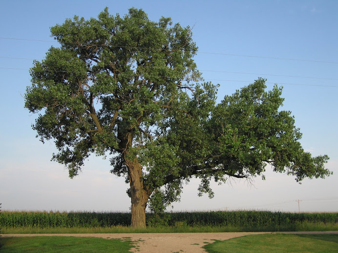 FOTOGRAFÍA Bosques Templados Page 197 SkyscraperCity