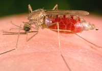 Nyamuk Malaria Nyamuk Malaria
