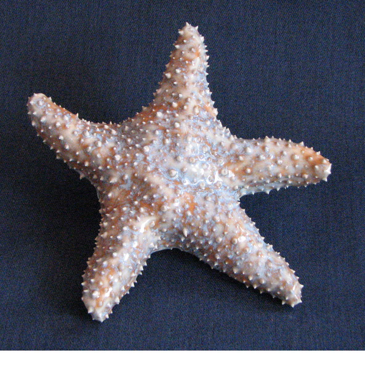 [starfish.Julie.30.JPG]