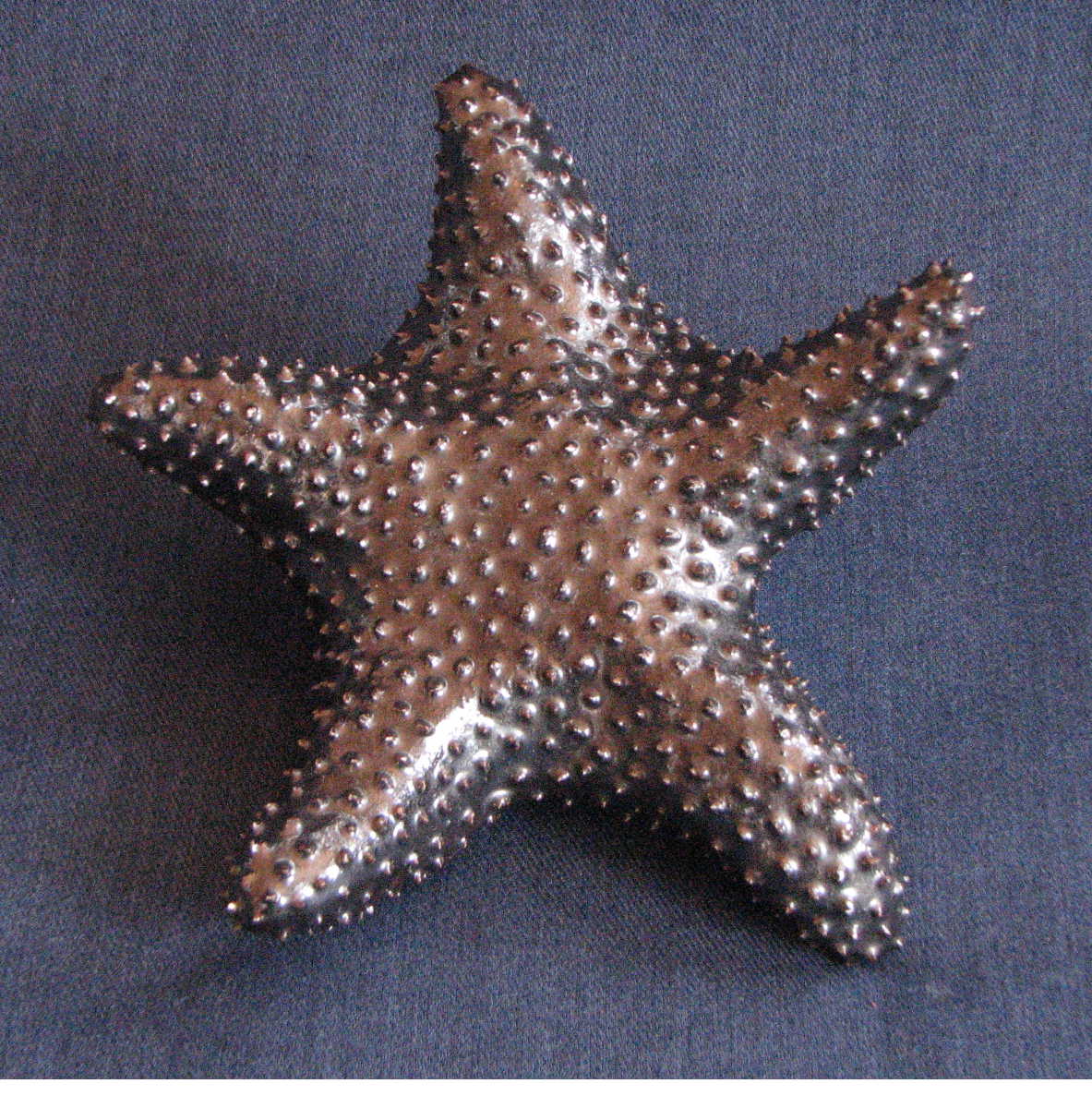[starfish.Patti.30.JPG]