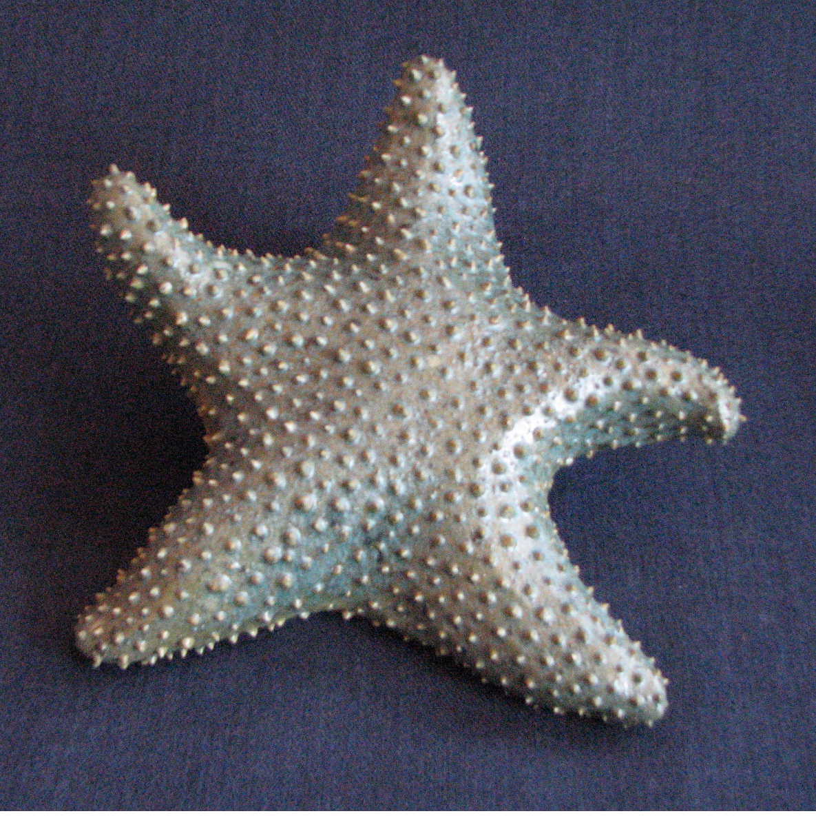 [starfish.Tim.30.JPG]