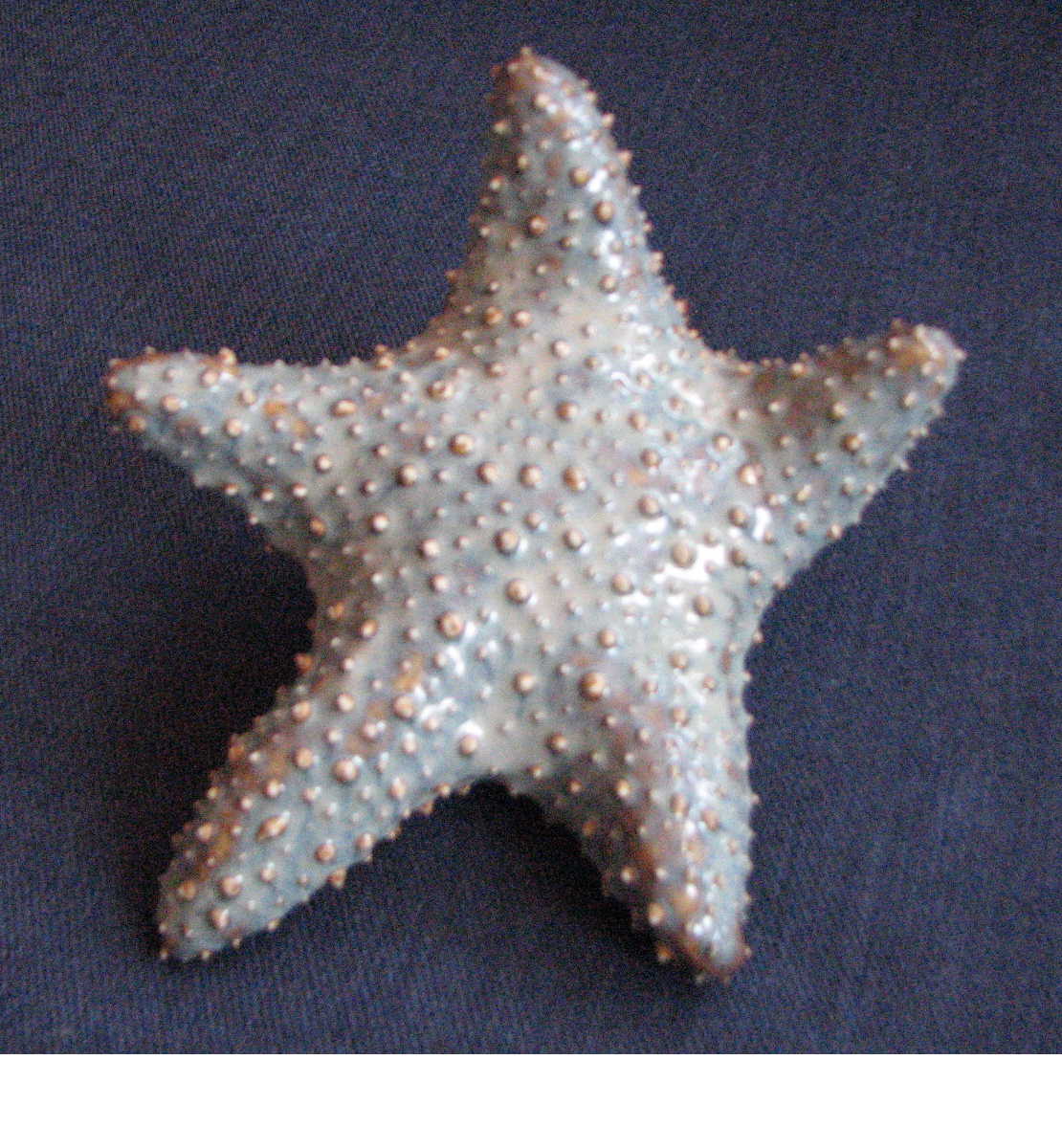 [starfish.Jen.JPG]