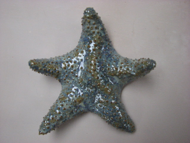 [starfish.Joe.JPG]