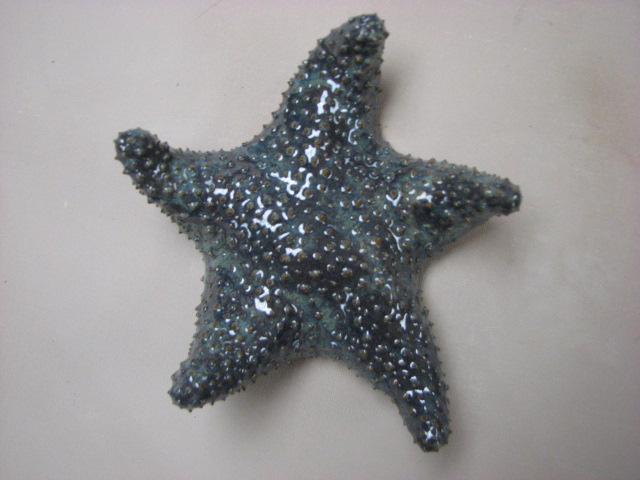 [starfish.Eddie.JPG]