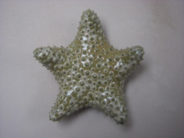 [starfish.Deb.JPG]