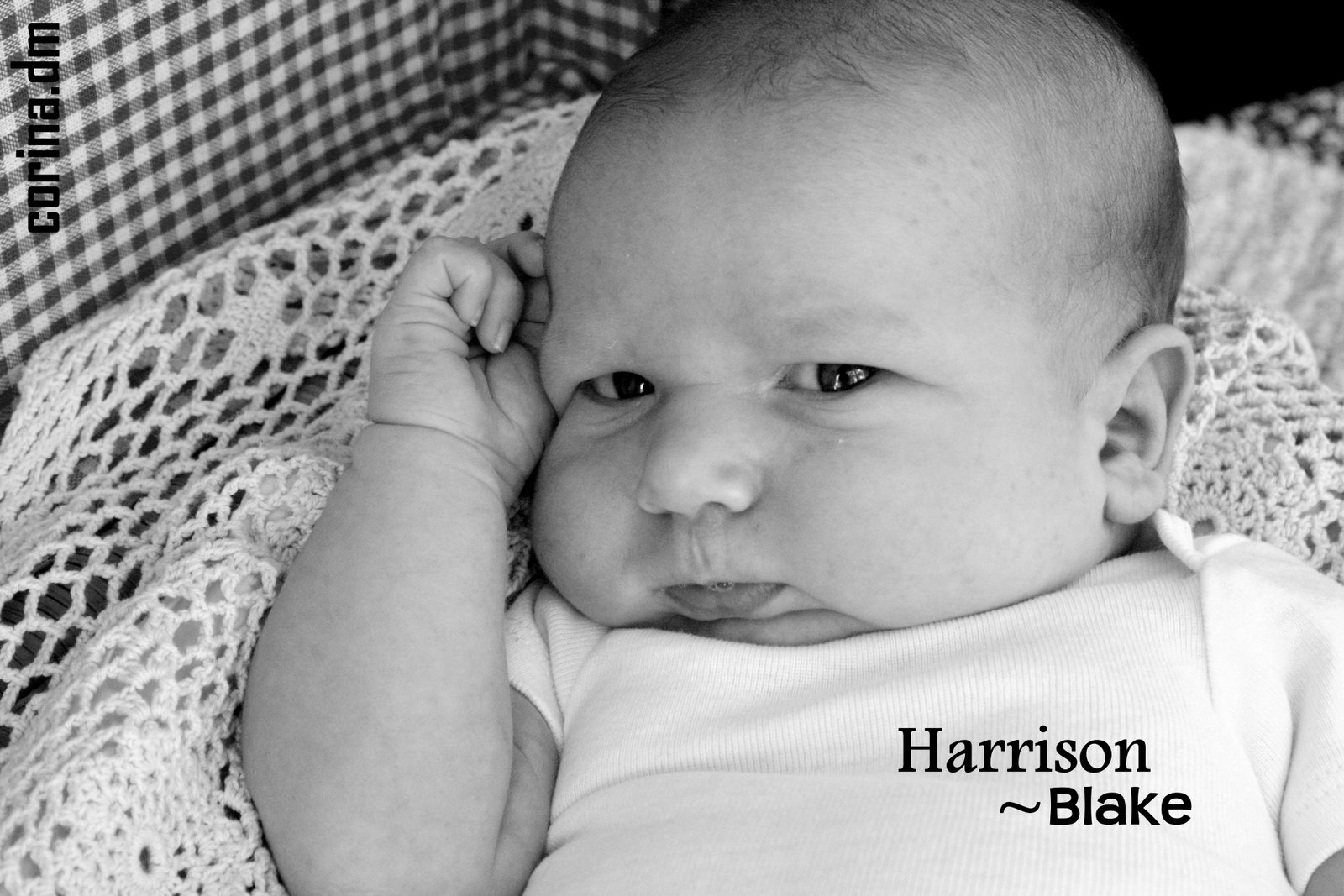 [harrison27.jpg]