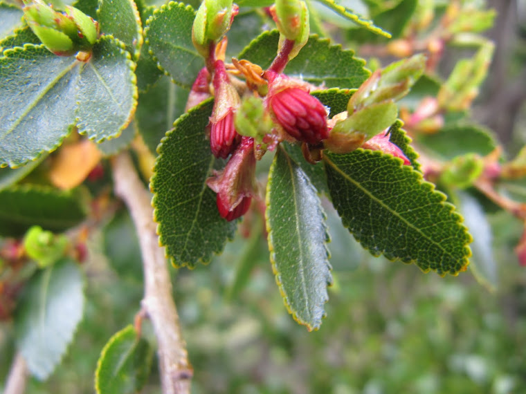 FLORES DEL COIHUE