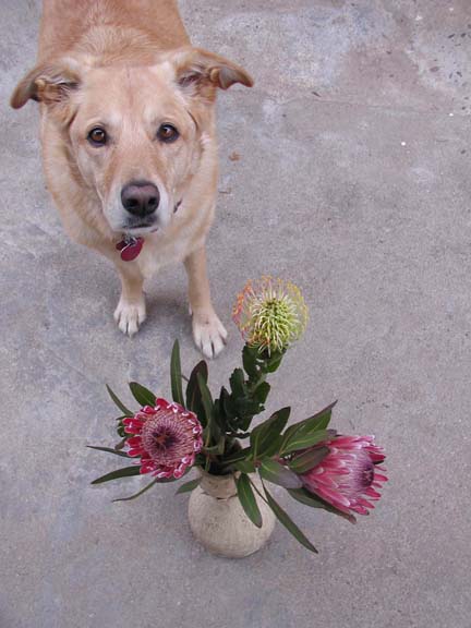 [molly+and+flowers.jpg]