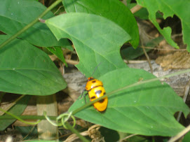 Ladybug, Ladybug, fly away home