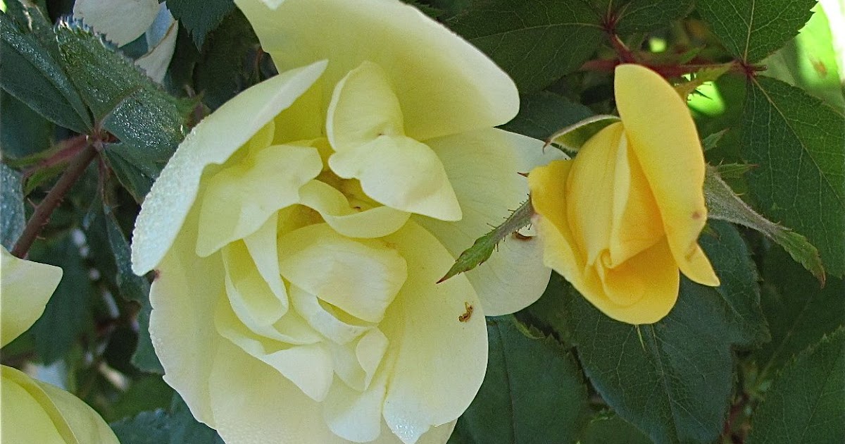 ROCK ROSE THE YELLOW ROSE OF TEXAS