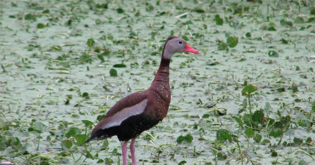 Florida Wild Blackbellied Whistling Ducks