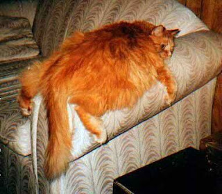 gato gordo en sofá gato gordo en sofá