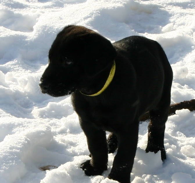 K and R Labradors Update on available puppies