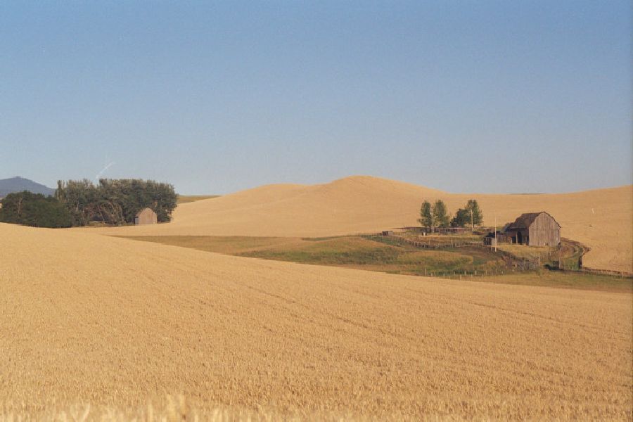 [wheat_field_800.jpg]