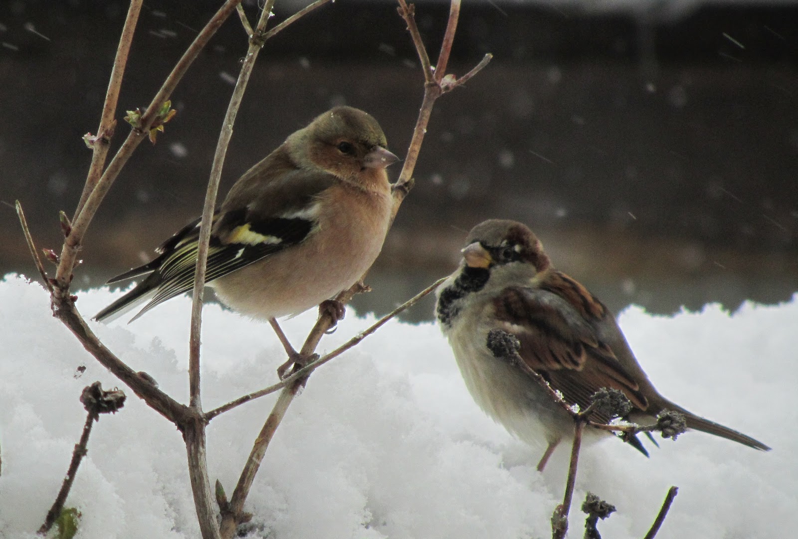 Chaffinch+and+sparrow+together.jpg