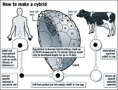 cybrid
