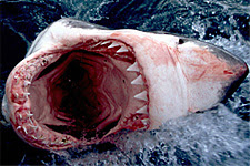 Great white shark