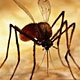 [mosquito.jpg]