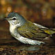 [tennesseewarbler.jpg]