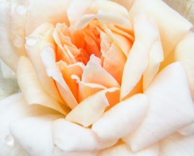 Rose Flickr photo by Rosa Say